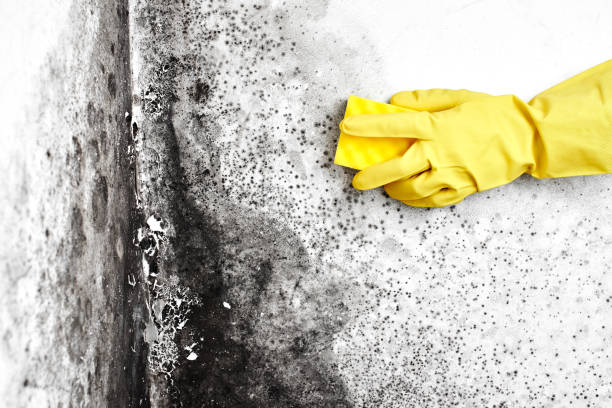 Best Air Quality Testing for Mold Spores  in Wildewood, MD