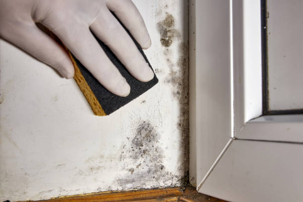 Best Water Damage & Mold Remediation  in Wildewood, MD